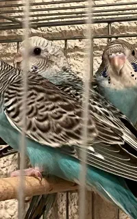 جوجه مرغ عشق