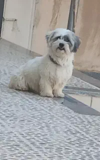 سگ.     توجه توجه