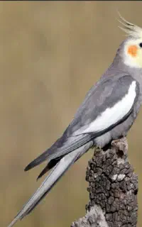 عروس هلندی پیدا شده