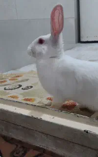 خرگوش