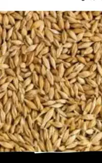 فروش جو کیلو ۴۸