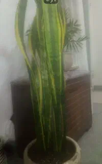 سانسوریای ابلق