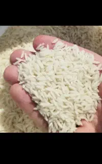 برنج طارم هاشمی درجه یک سورتینگ شده بشرط پخت
