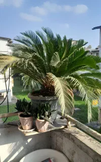سیکاس ۱۵ ساله پر برگ