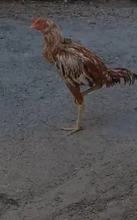 خروس لاری