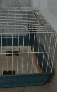 قفس خرگوش