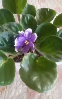 گل های خانگی