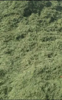 یونجه خرد شده
