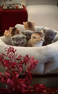 مرکز خرید بچه گربه دارای تاییده سلامت مکتوب