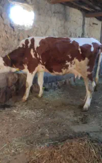 فروش گاو یک شکم همراه گوساله