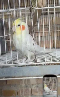 عروس گمشده