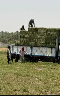 یونجه پرس خشک تازه