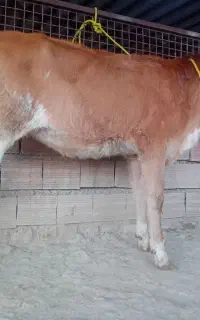 دوعدد گوساله سیمینتال ماده ۵ماهه جنس کلفت ازگاو