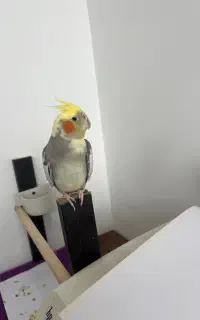 عرس هلندی نر