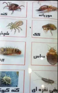 سمپاشی سوسک ساس دریک مرحله صدرصد تضمینی