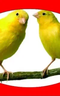 دنیای قناری