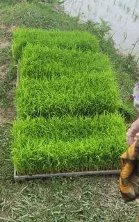 فروش 17باکس نشا برنج