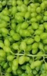 فروش غوره