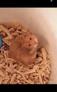 همستر مینیاتوری قیمت ۴۰۰