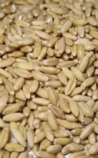 ۳ تن گندم بذر دیم درجه ۱ بوجاری سم نزده