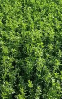 یونجه پاک بدون علف