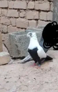 کبوتر