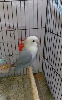 طوطی کوتوله ماده کارداده