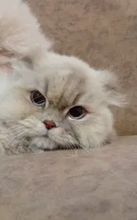 گربه اسکاتیش فولد لانگ هیر