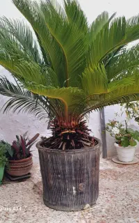 سیکاس بالای ۱۰ سال