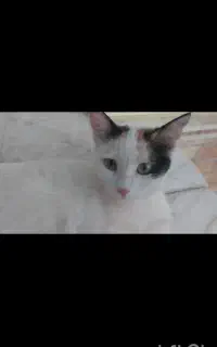 گم شده