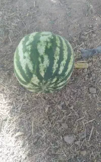 هندوانه ته بار