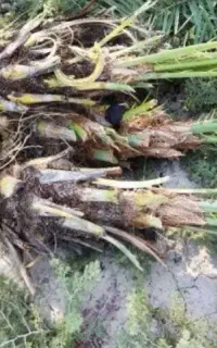 نخل