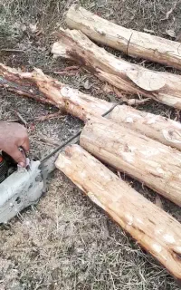 خرید انواع چوب.چوب‌بری و هرس درختان