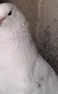 کبوتر
