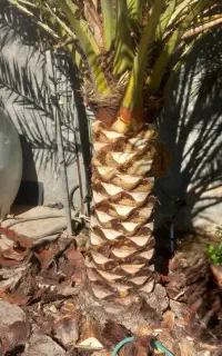 فروش انواع پاجوش و نخل تنه دار