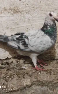 کبوتر مسافتی