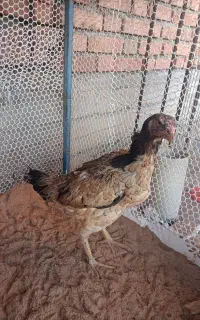 3 عدد مرغ لاری اصل