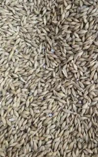 جو محلی تمیز
