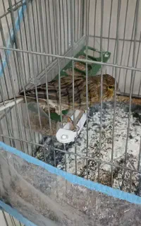 قناری و سهره
