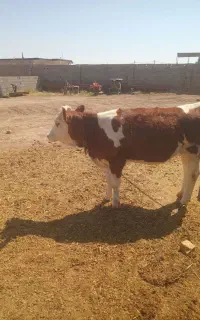 کار در گاوداری