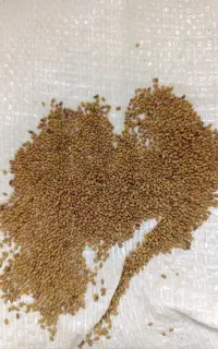 بذر یونجه پایه بلند اصلاح شد