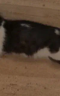 گربه
