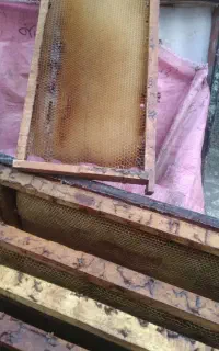 پوکه زنبور عسل