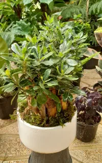 گل اپارتمانی بنسای هر  نو دارم لطفا ورق بزن