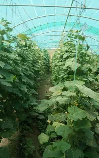 فروش گلخانه خانگی