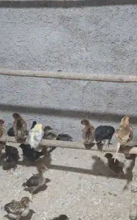 ۵۰۰ عدد جوجه یکماهه زیر قیمت