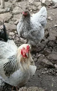 خروس برهما امپراطور