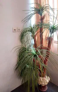نخل مصنوعی