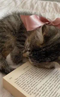 گربه به سرپرستی میگیرم