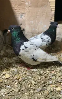 کله سیاه
